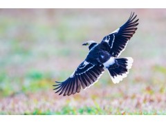 上海開成本發(fā)票